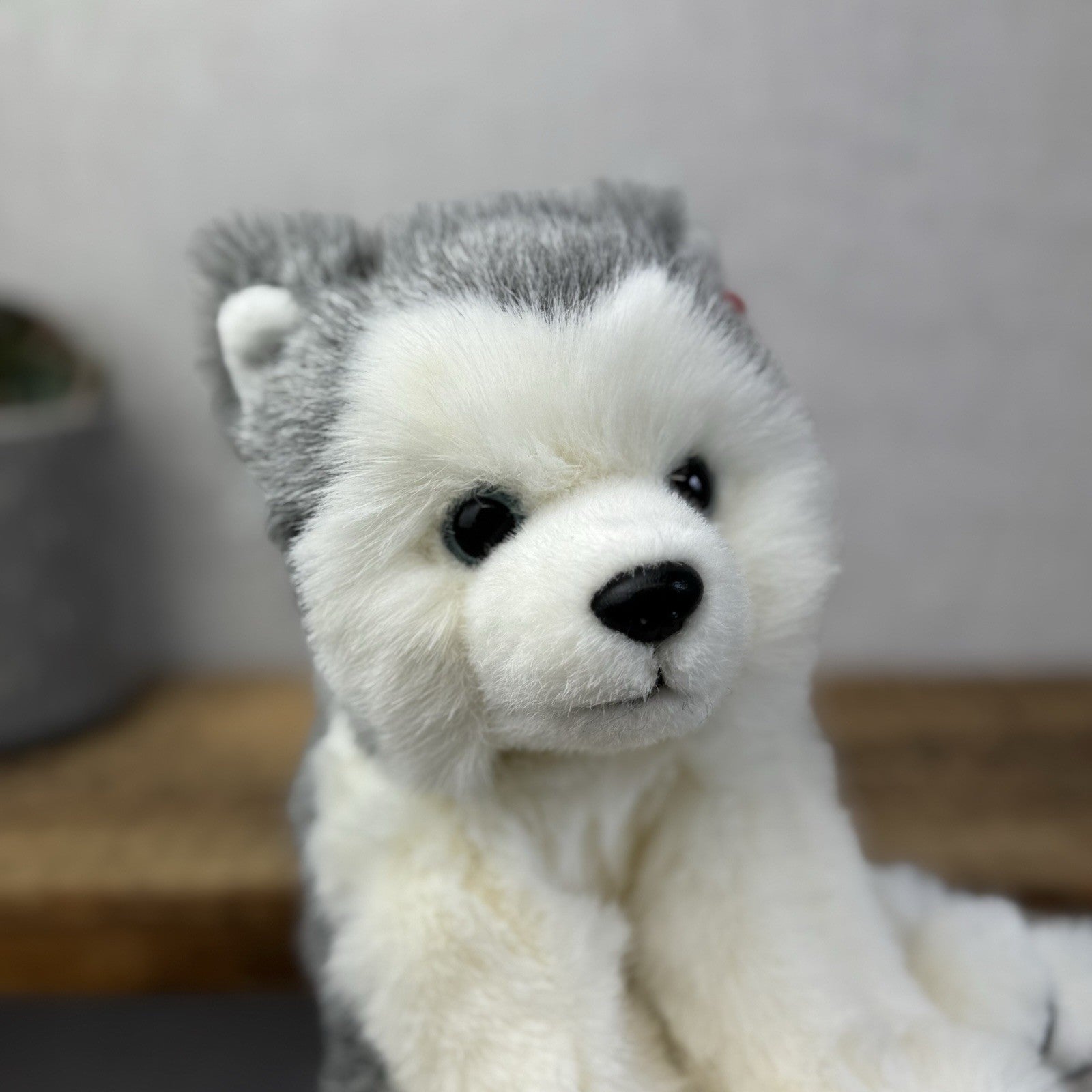 TY Dakota Husky Dog Classic Beanie Babies Soft Toy Pristine New With Tags 10"