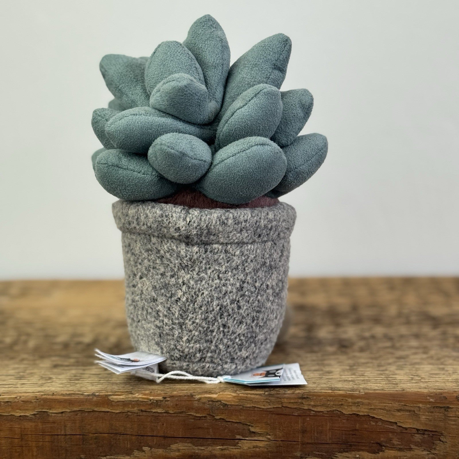 Jellycat Succulent Azuilita - Partial Paper Tag - Potted Succelent Beanie Plush 