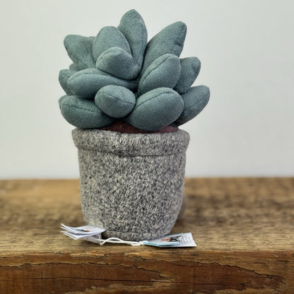 Jellycat Succulent Azuilita - Partial Paper Tag - Potted Succelent Beanie Plush 