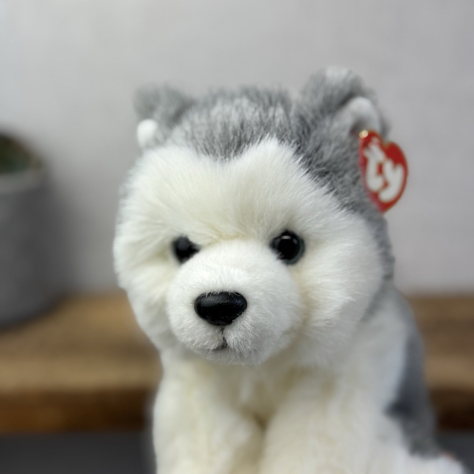 TY Dakota Husky Dog Classic Beanie Babies Soft Toy Pristine New With Tags 10"