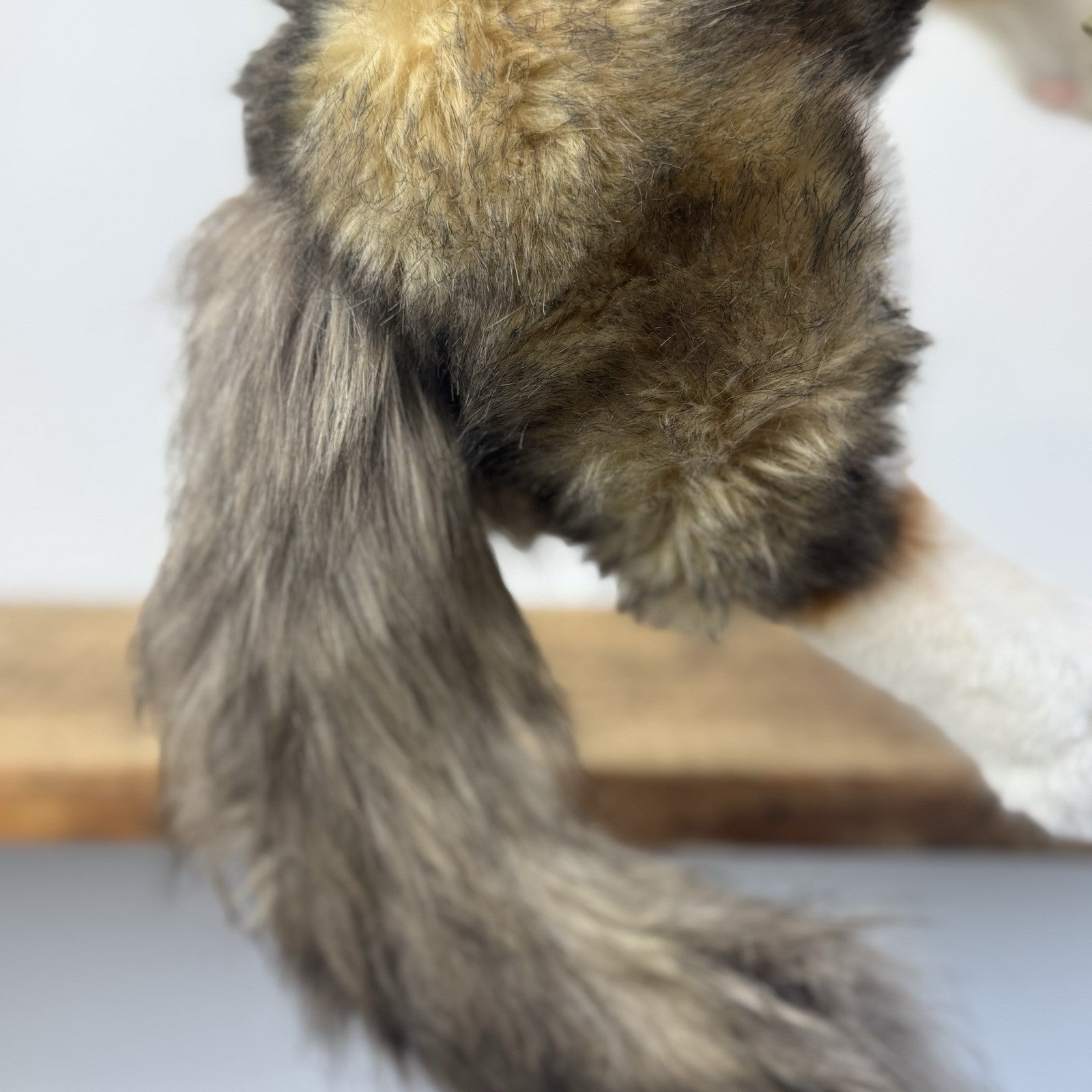 Steiff - Lesley Anne Ivory's Agneatha Cat Limited Edition RARE (EAN 690716) 2019