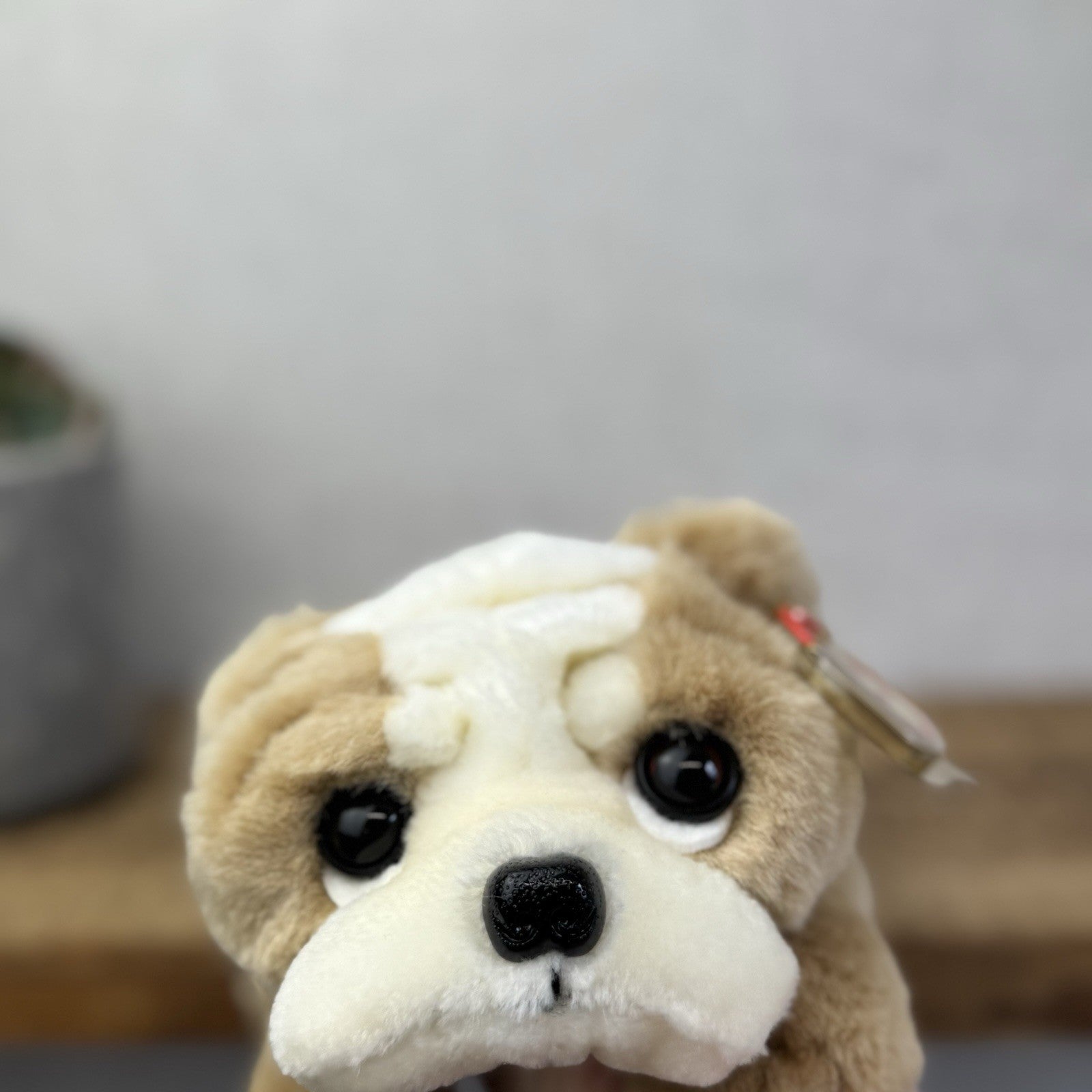 Ty Classic Beanie Buddies Churchill Bulldog Puppy Dog - Wrinkly Dog Pristine New