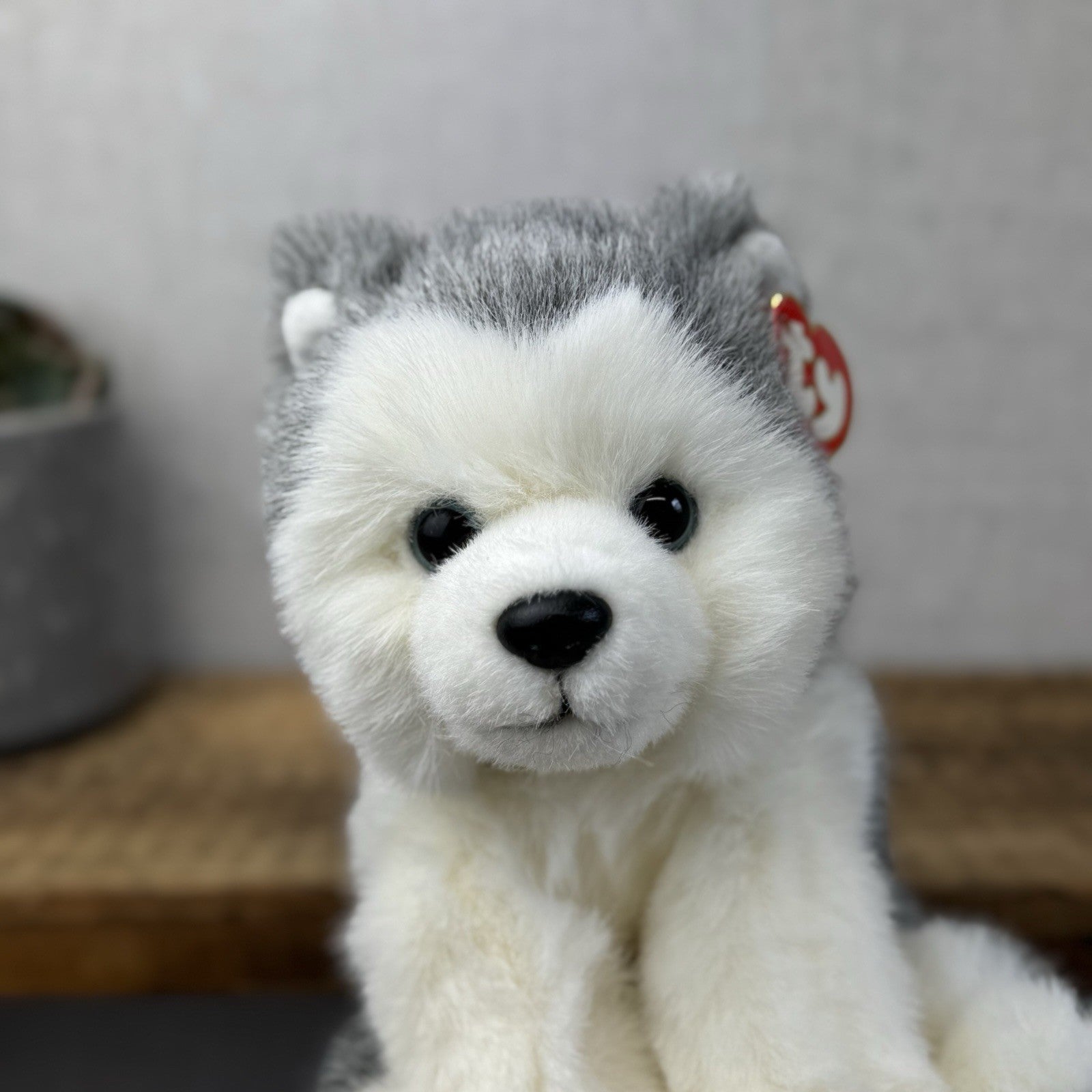 TY Dakota Husky Dog Classic Beanie Babies Soft Toy Pristine New With Tags 10"